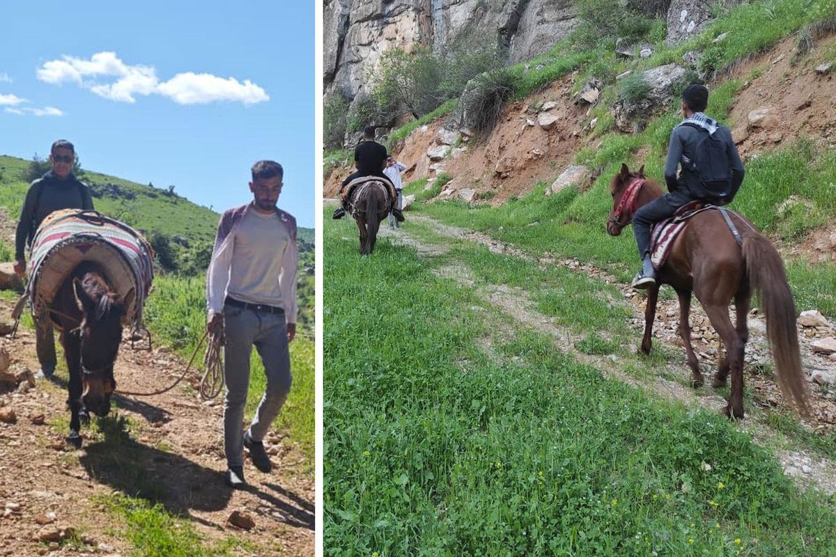 Sabah ezanıyla yola çıkıyorlar, katırlarla 3 saat gidip topluyorlar