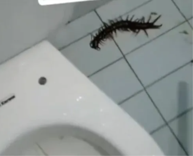 Otel tuvaletinden çıkan dev yaratık dehşete düşürdü: 