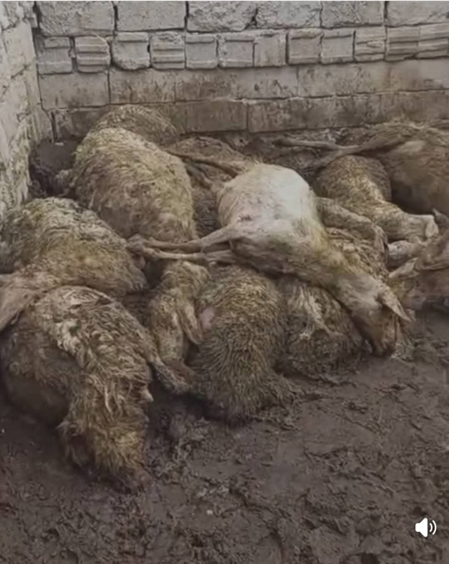 Sabah uyanıp ağıla giden üretici, gördüğü manzara karşısında şoke oldu