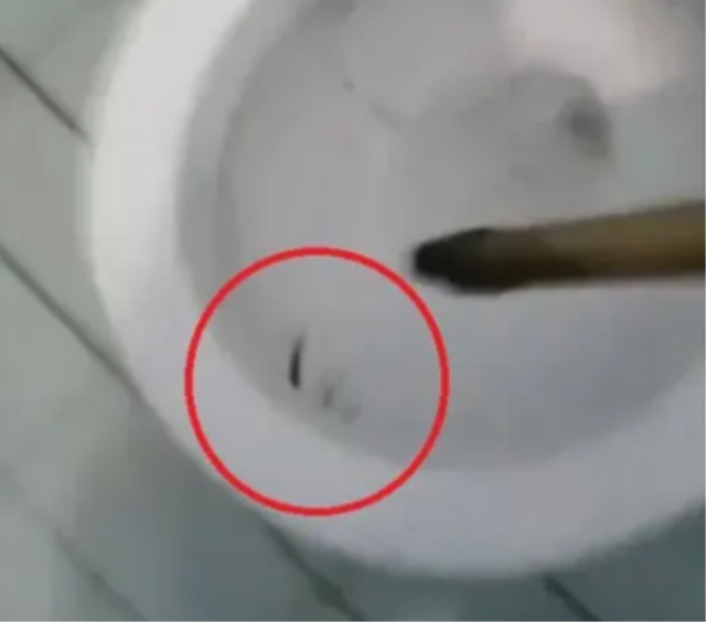 Otel tuvaletinden çıkan dev yaratık dehşete düşürdü: 