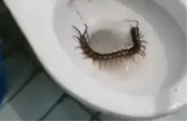 Otel tuvaletinden çıkan dev yaratık dehşete düşürdü: 