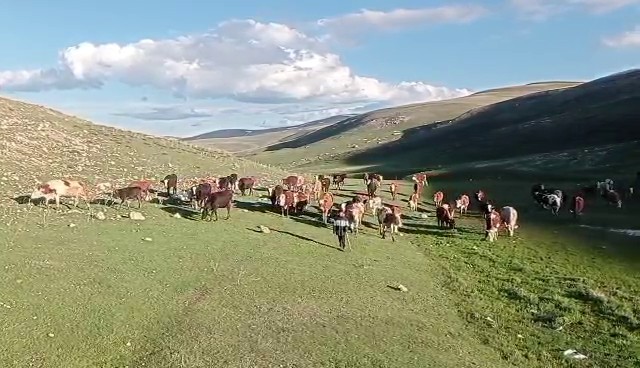 Kurbanlıkta yeni dolandırıcılık yöntemi! Fotoğrafla tuzak kuruyorlar