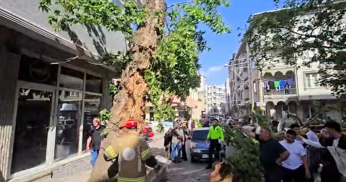 Bursa\'da seyir halindeki araçların üzerine ağaç devrildi: 1 kişi yaralandı
