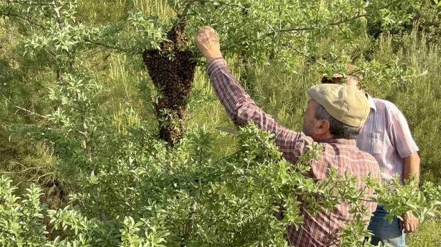 Çanakkale’de Arı Yavruları Bol