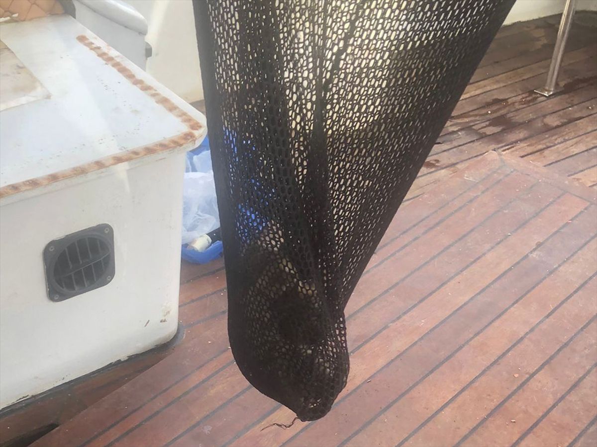 Balıkçı Teknesinde Sıkışan Kediler Kurtarıldı