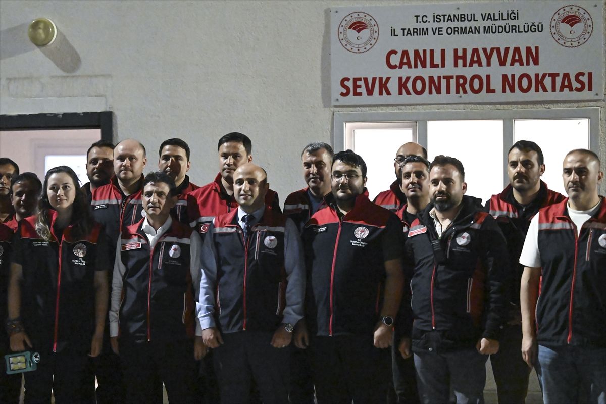 İstanbul\'a Kurbanlık Hayvan Girişi Başladı