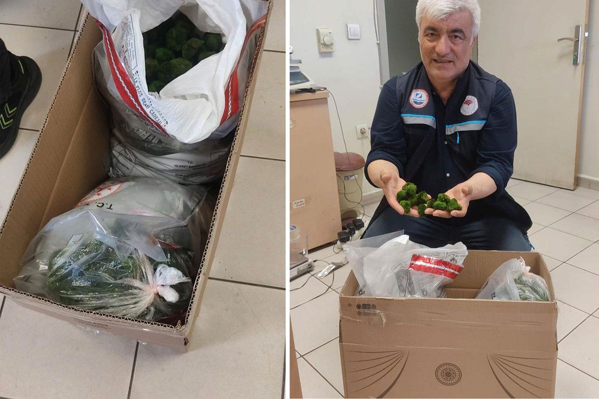 Kapıkule\'de şaşkına çeviren operasyon: Yolcu otobüsünde 2 bin adet canlı yeşil alg ele geçirildi