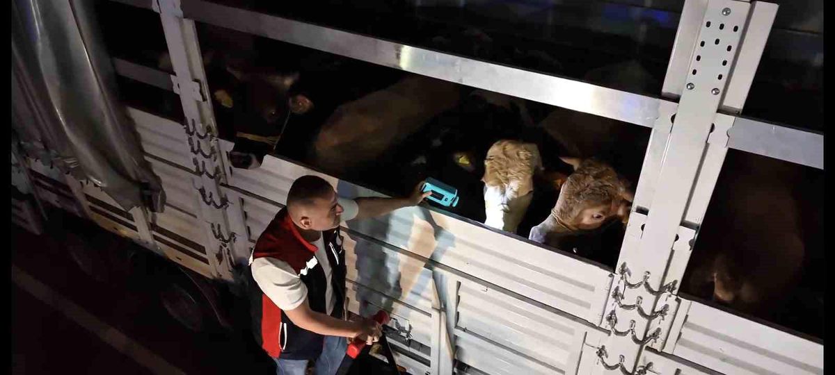 İstanbul\'da Kurbanlık Denetimleri Başladı