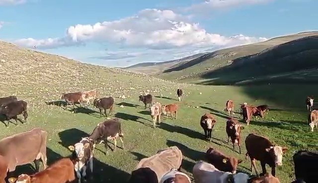 Kurbanlıkta yeni dolandırıcılık yöntemi! Fotoğrafla tuzak kuruyorlar