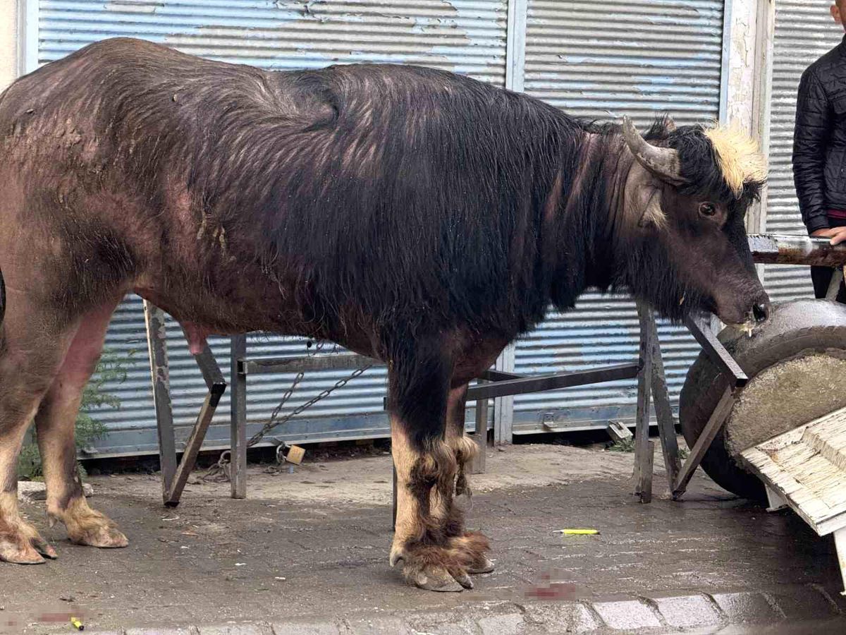 Kaçan Dana Paniğe Neden Oldu
