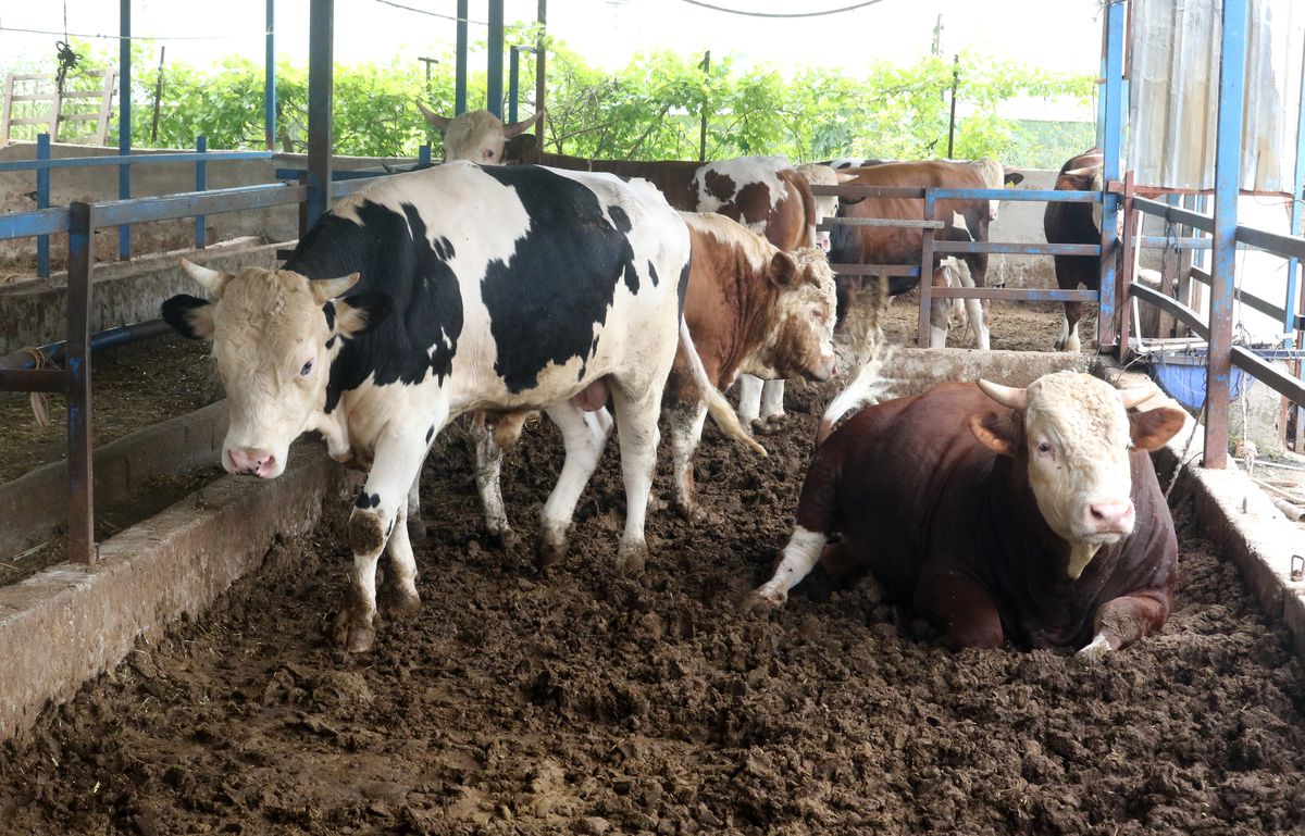 Kurban Pazarlarında Hareketlilik Artıyor