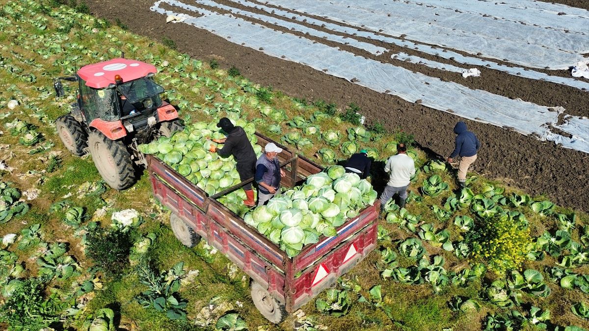 Bafra\'da Kışlık Lahana Hasadı Tamamlandı