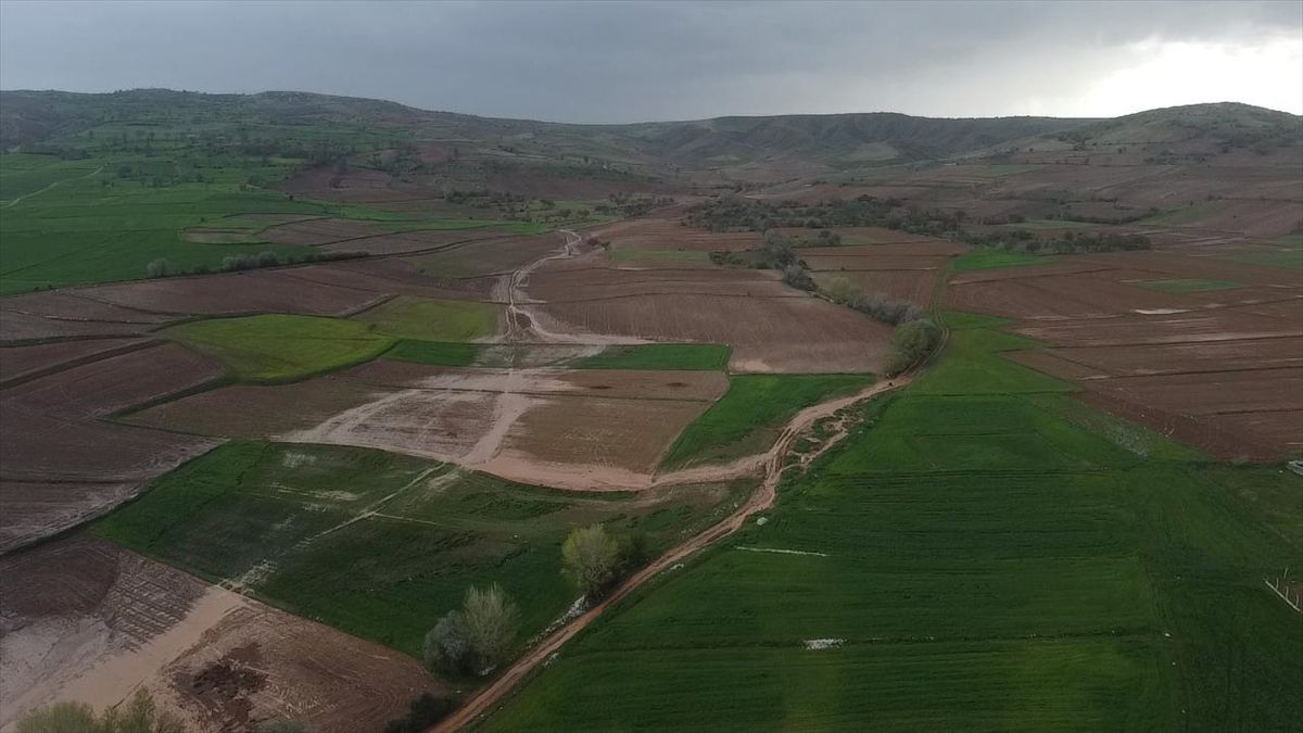 Alaca\'da Sağanak Tarım Arazilerine Zarar Verdii