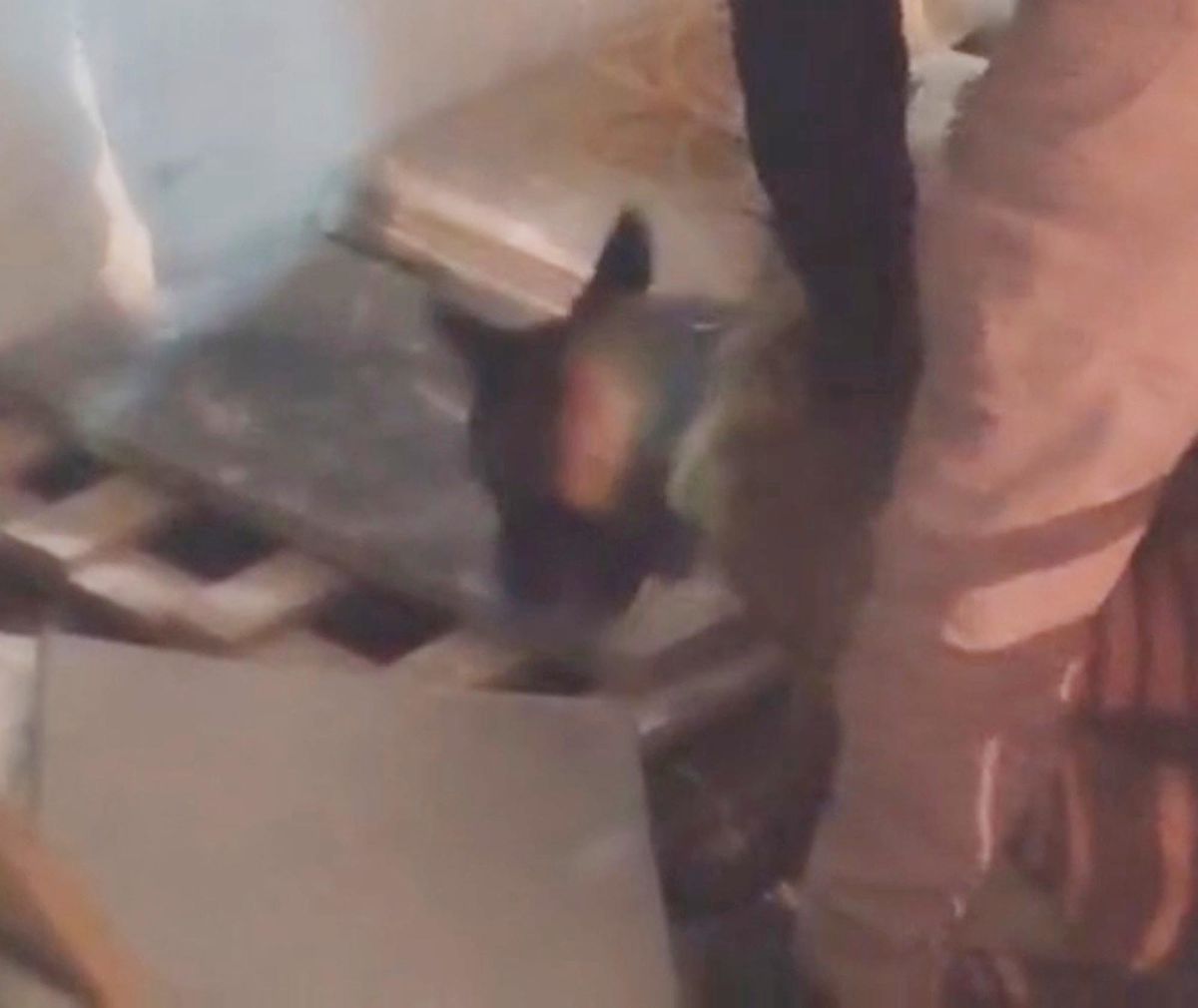 Kars\'ta narkotik köpeği Zeus ile uyuşturucu operasyonu
