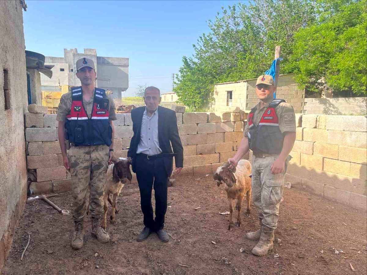 Kayıp Koyunlar Jandarma Tarafından Bulundu