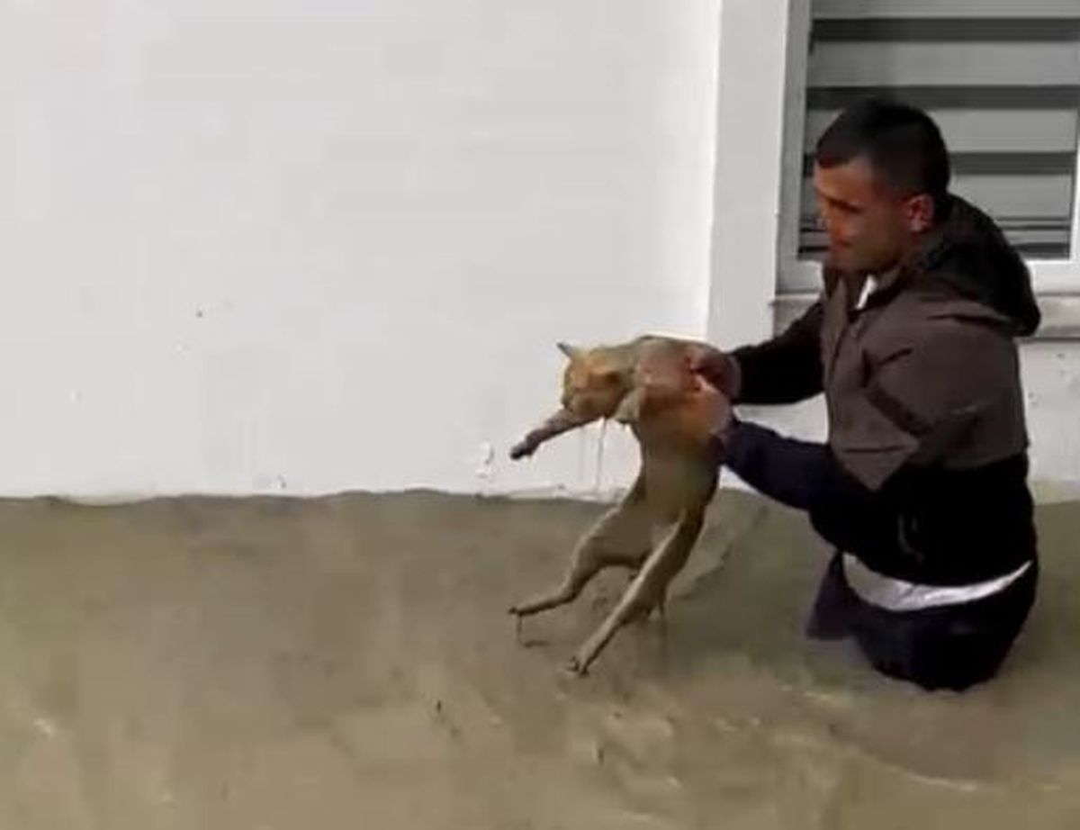 Kediyi Sel Sularından Kurtaran Kahraman