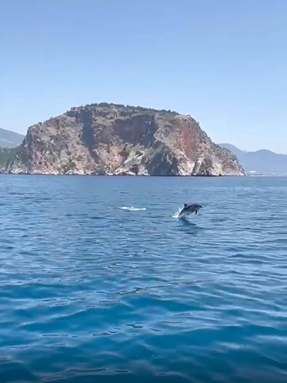 Alanya\'da Tur Teknesine Yunus Eşlik Etti