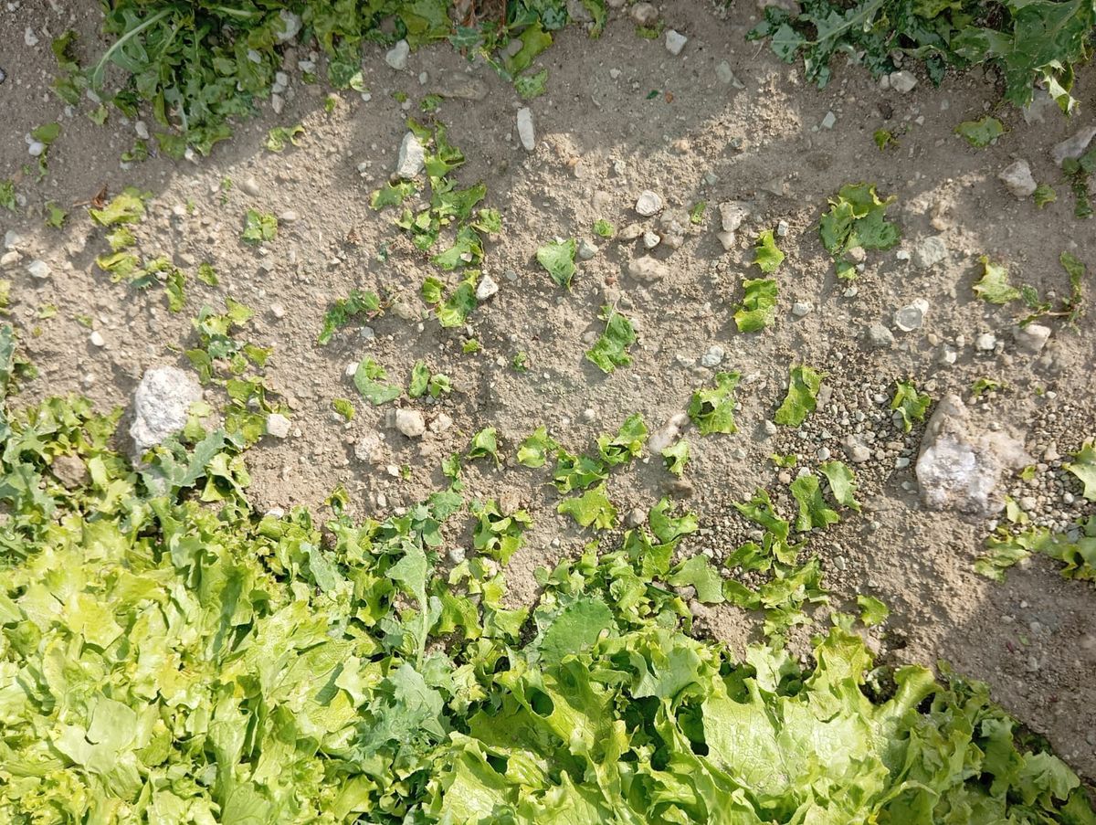 Beypazarı\'nda Dolu Zarar Verdi