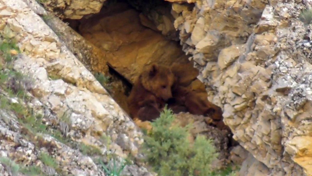 Tunceli\'de Anne Ayı ve Yavruları Görüntülendi