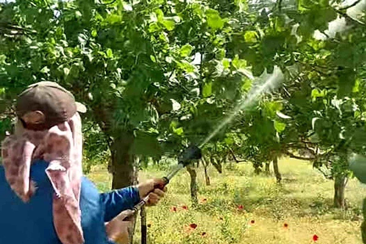 Fıstık Bahçelerinde Hastalıkla Mücadele