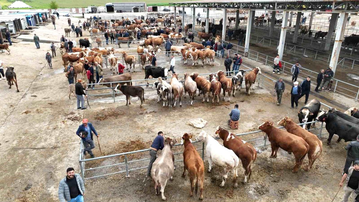 Bayrama sayılı günler kala Sorgun canlı hayvan pazarında hareketlilik yaşandı