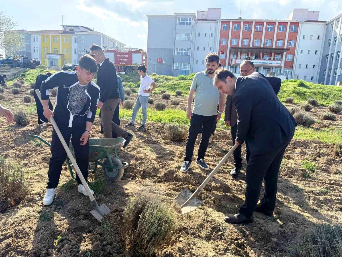 Çavdarhisar\'da öğrenciler okulun tarım alanına lavanta fidanı dikti