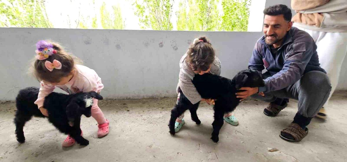 Çocukların Mutluluğu: Balkona Sığınan Yavru Keçiler