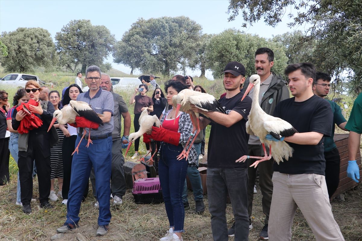 Hatay\'da Yaralı Kuşlar Doğaya Salındı