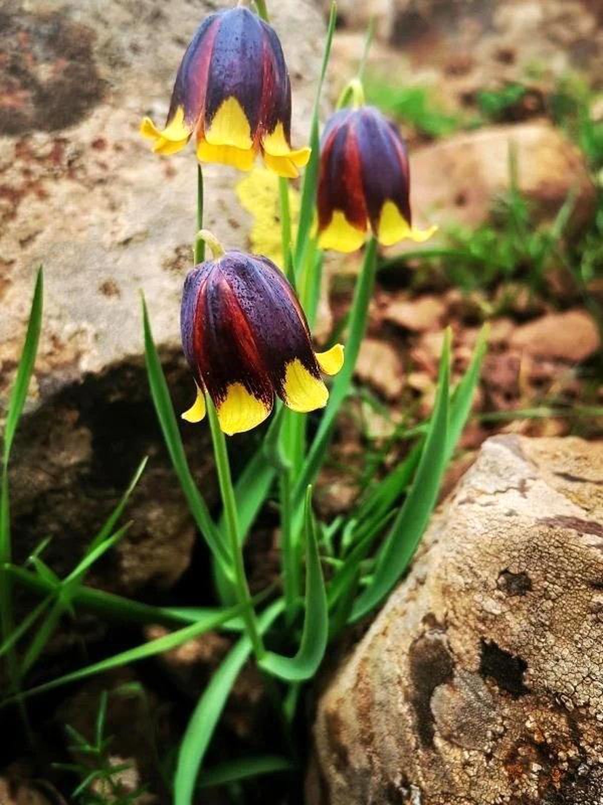 Karakoçan Lalesine Koparma Cezası