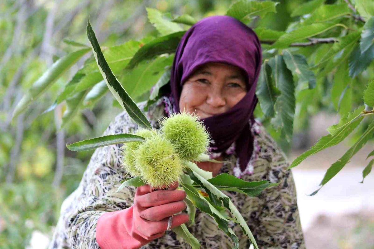 Kestane Gal Arısına Karşı Erken Müdahale Çağrısı