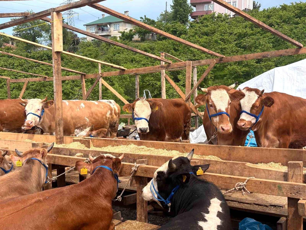 Trabzon Kurban Pazarı\'nda Renkli Pazarlıklar