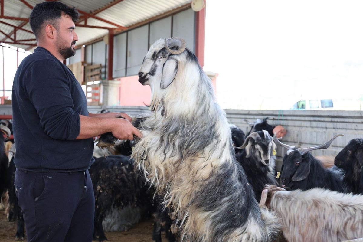 Kurban mesaisinde \'rekor\' heyecanı: 140 kilogramlık dev keçi