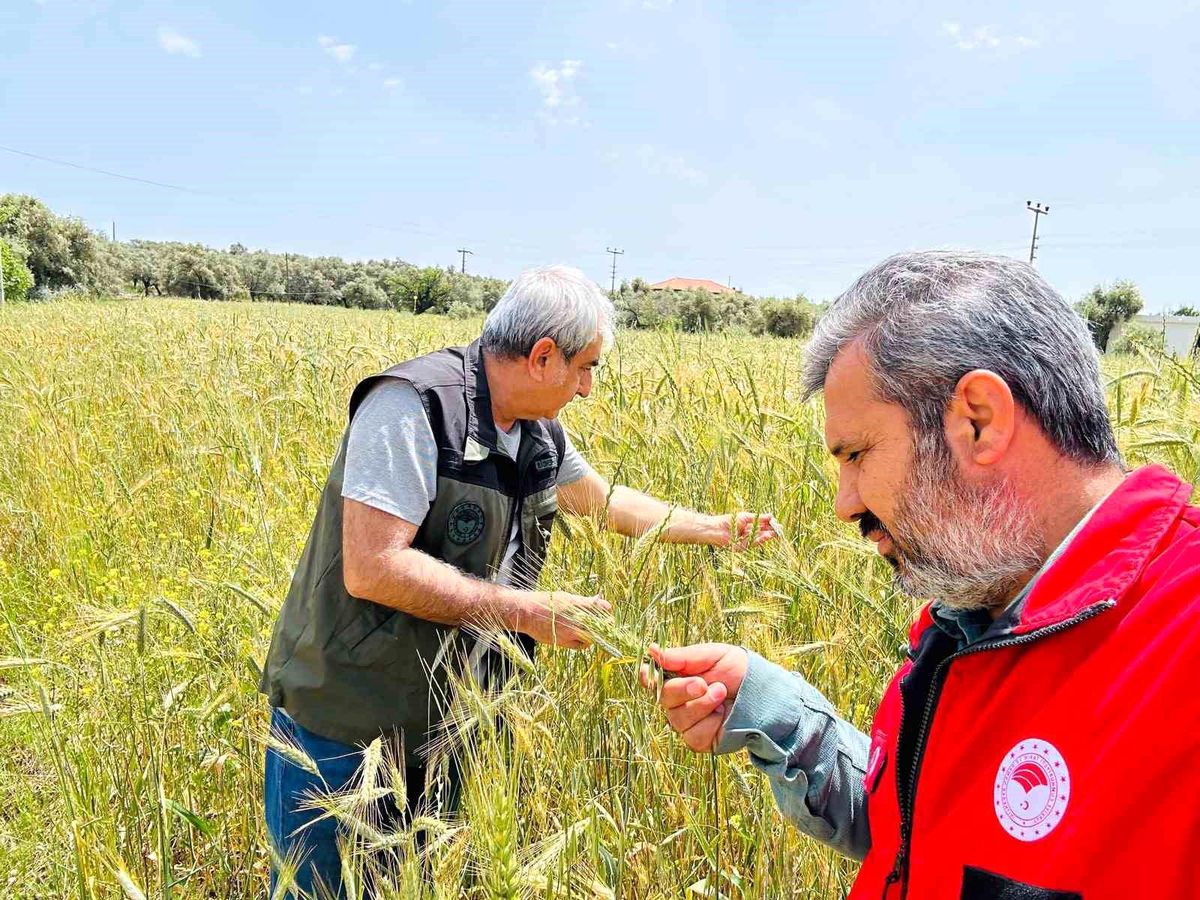 Menteşe\'de Hububat Kontrolleri Sürüyor