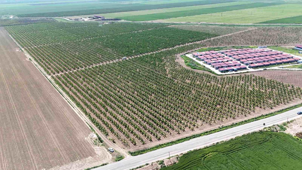 Hatay\'da Tarım İşçileri Sıcak Havalarda Çalışıyor