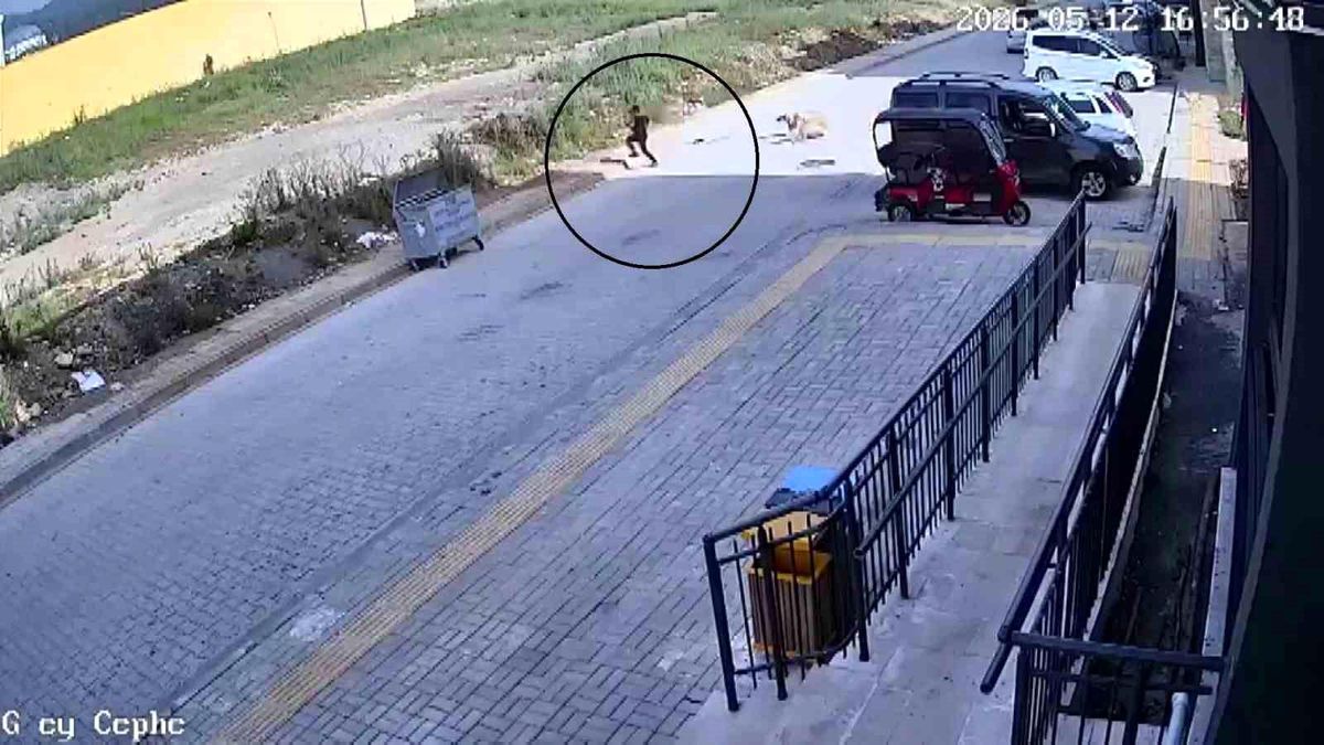 Hatay\'da Köpek Saldırısı: 7 Yaşındaki Çocuk Travma Geçirdi