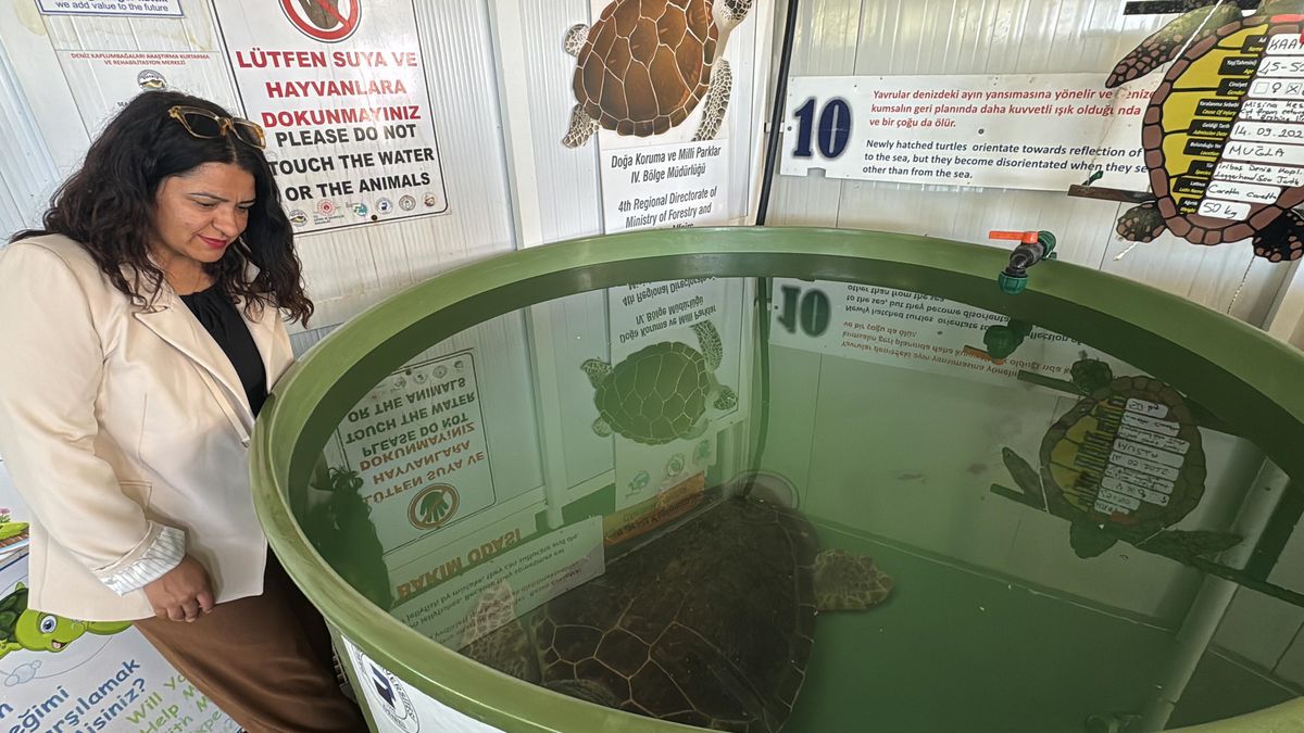 Caretta Carettalara Dikkat!