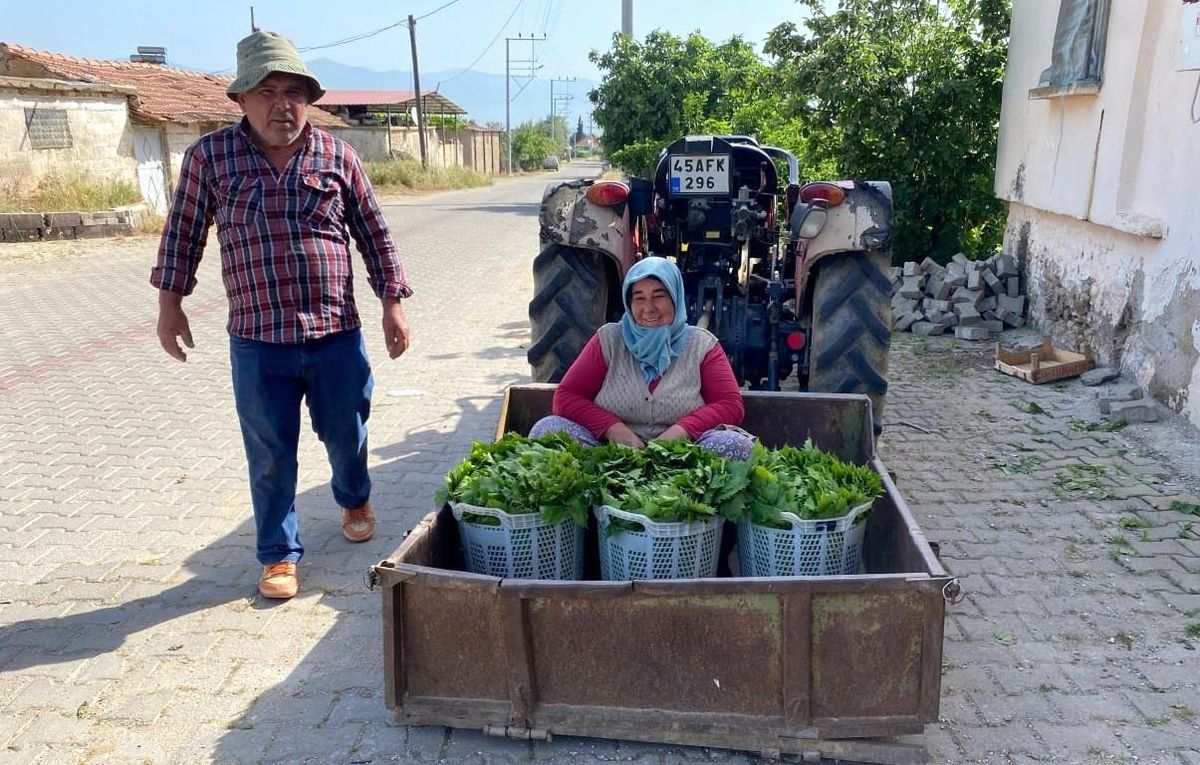 Alaşehir\'de Asma Yaprağı Sezonu Başladı