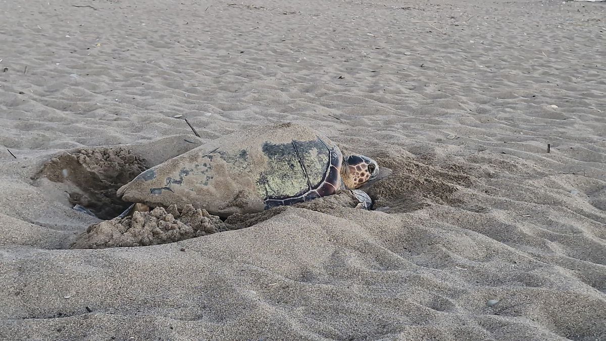 Caretta Caretta Projesi 32. Yılını Kutluyor