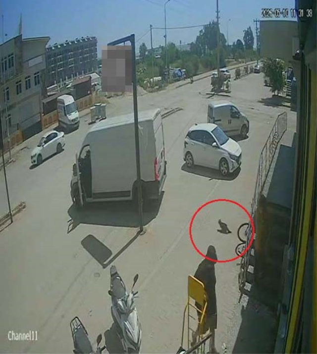 Antalya'da yabancı uyruklu şahıs kedinin üzerine bastı, köpeği tekmeledi