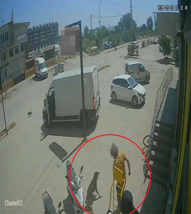 Antalya'da yabancı uyruklu şahıs kedinin üzerine bastı, köpeği tekmeledi