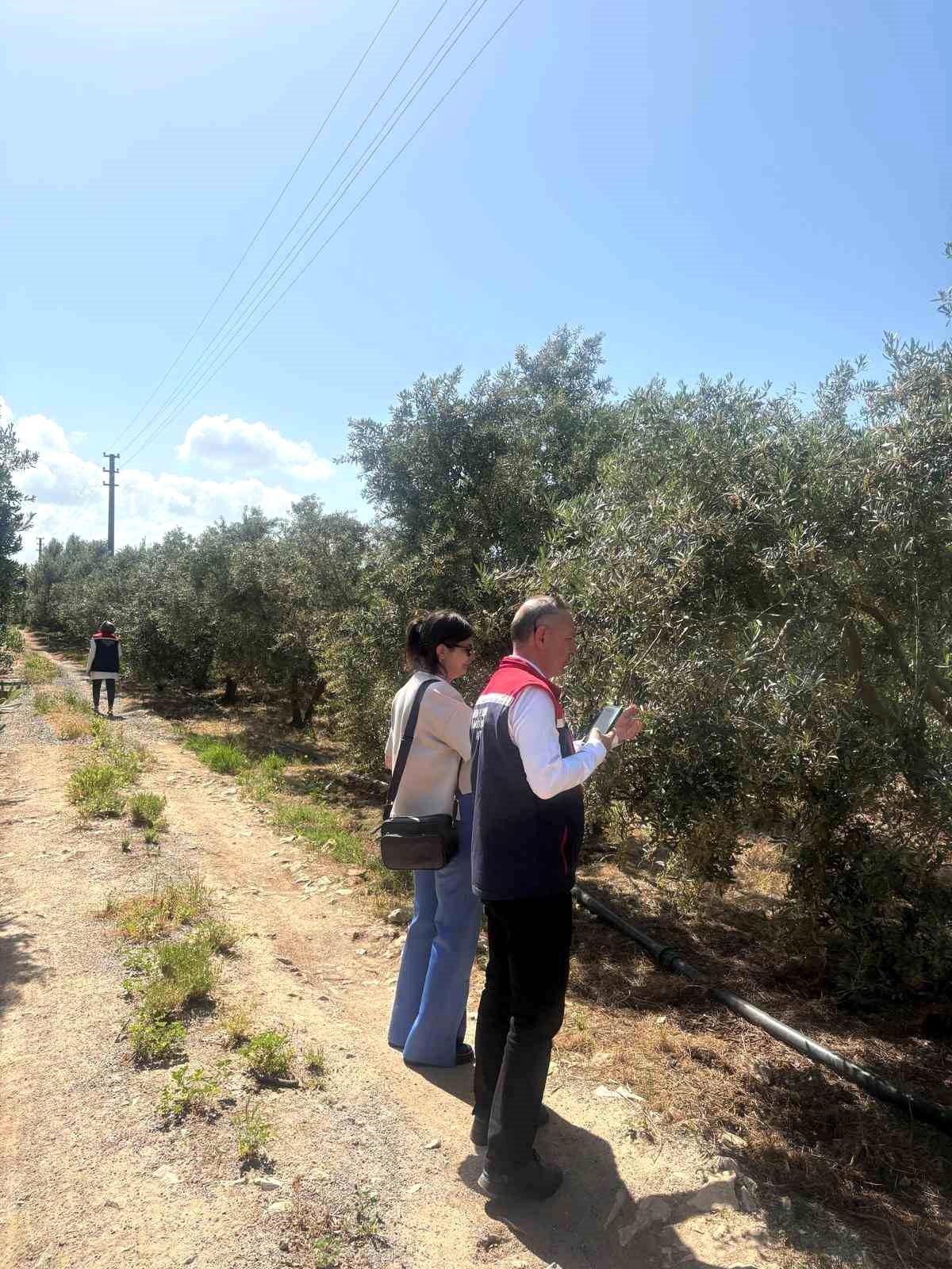 Didim\'de 2026 Zeytin Rekoltesi İçin Çalışmalar Başladı