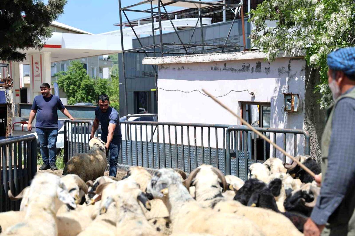 Diyarbakır\'da Kurbanlık Hayvan Sevkıyatı Hızlandı