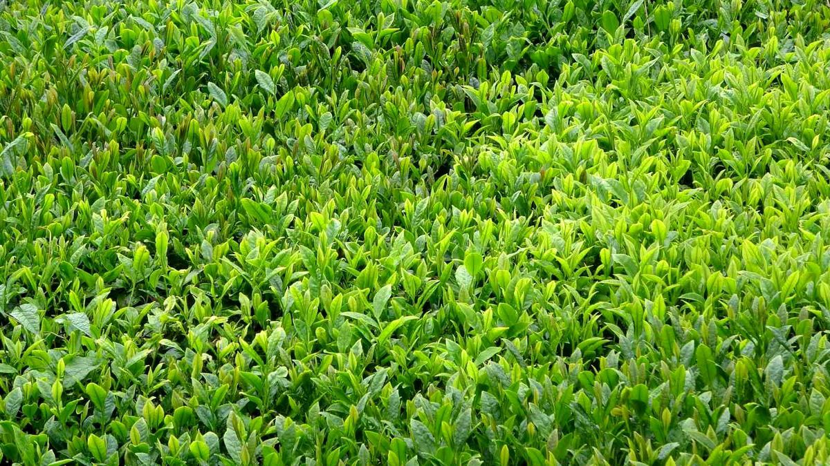 2026 Yaş Çay Sezonu Trabzon\'da Açıldı