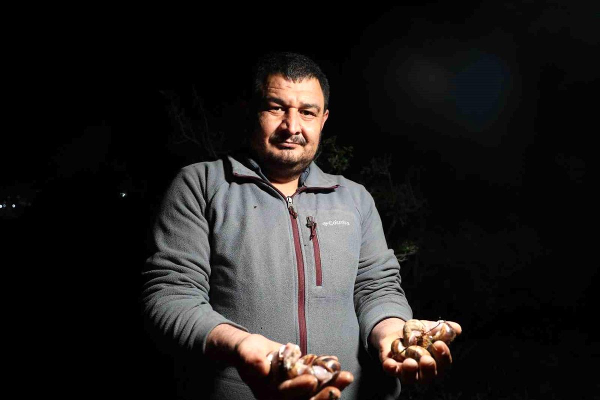 Kozan\'da Salyangoz Toplama Ek Gelir Sağlıyor