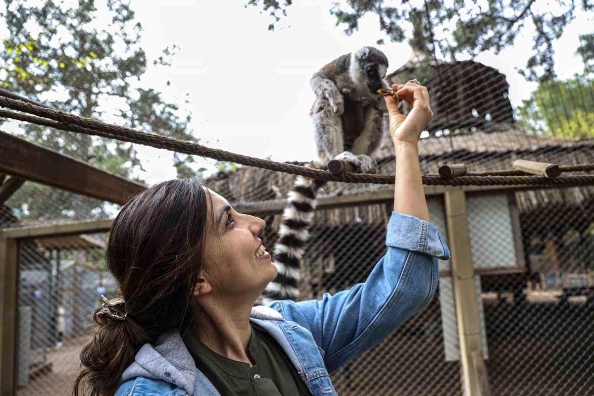 Antalya Doğal Yaşam Parkı\'nda yavru lemur sevinci