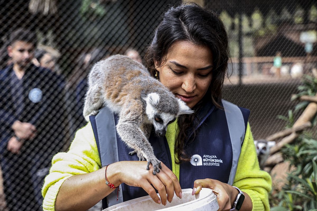 Parkta Yeni Lemur: Zabumafu