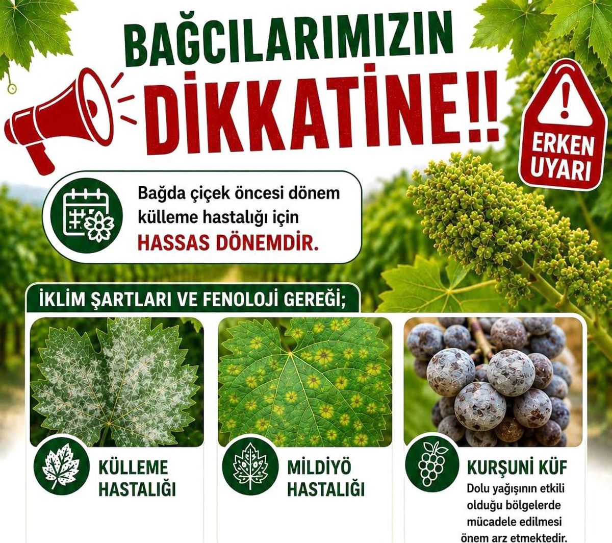 Sarıgöl\'de Üzüm Bağları İçin İlaçlama Uyarısı