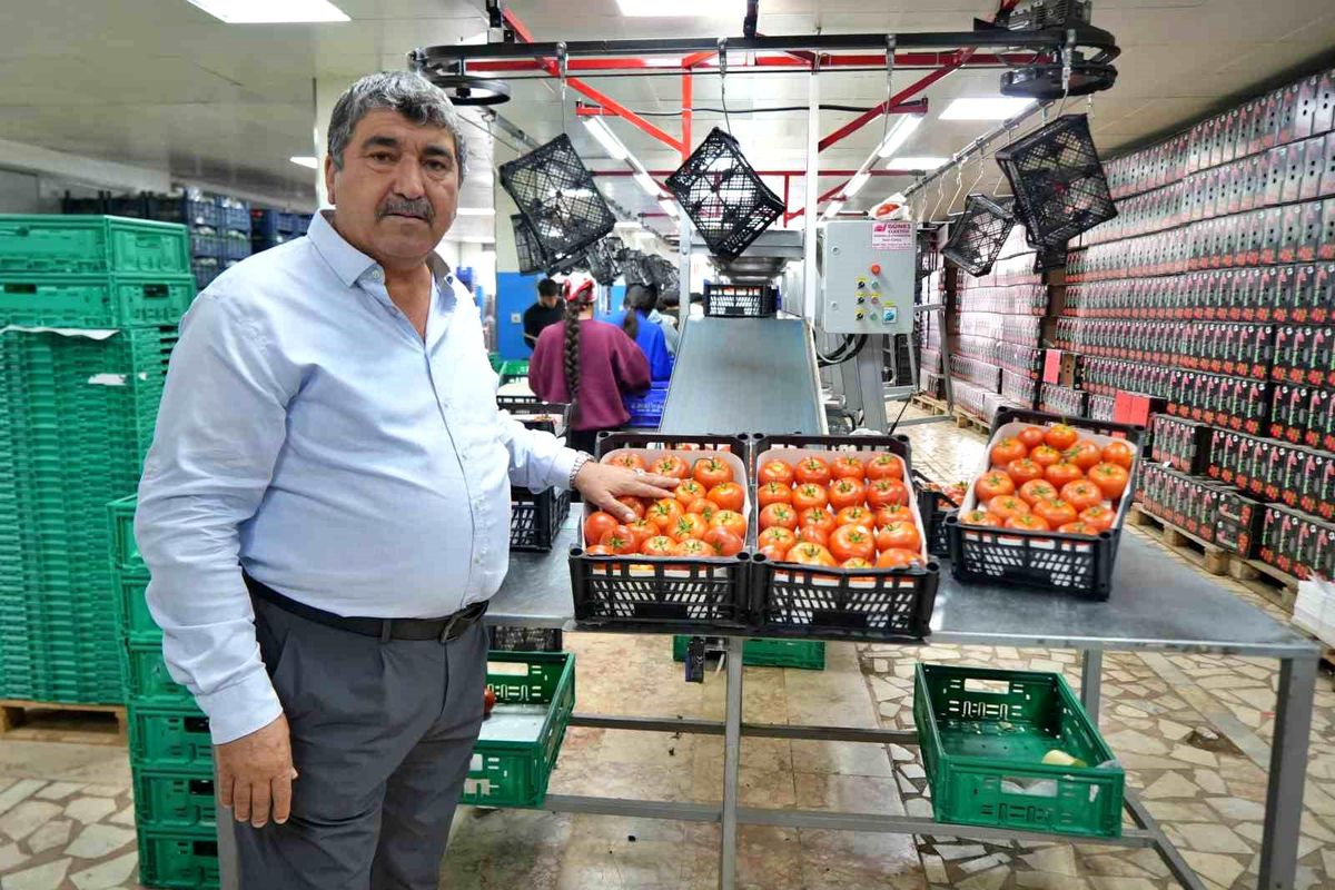 Domateste üretim planlaması fiyat dengesinin anahtarı