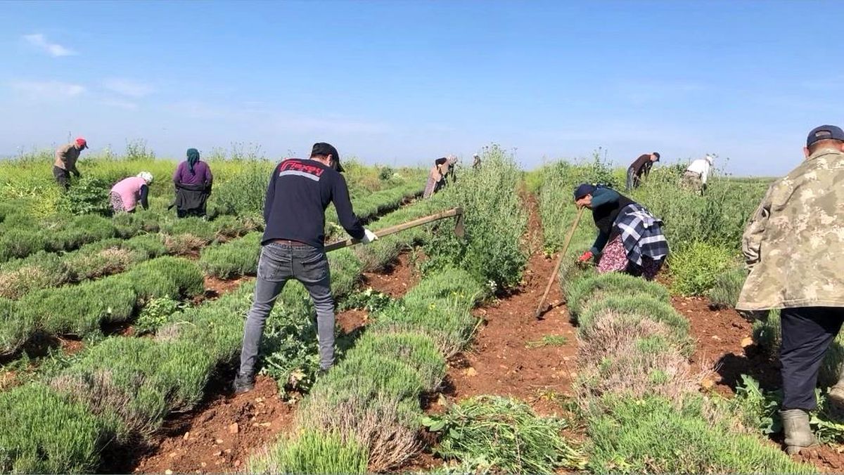 Lalapaşa\'da Lavanta Tarlaları