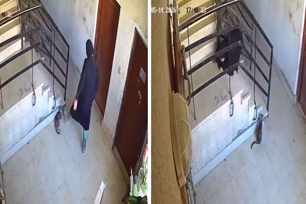 \'İlahi adalet\' hemen tecelli etti: Kediye yaptıklarından sonra yere kapaklandı